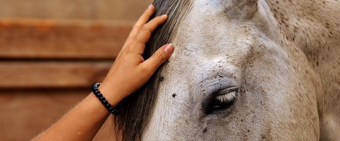 une main caresse la crinière d'un cheval